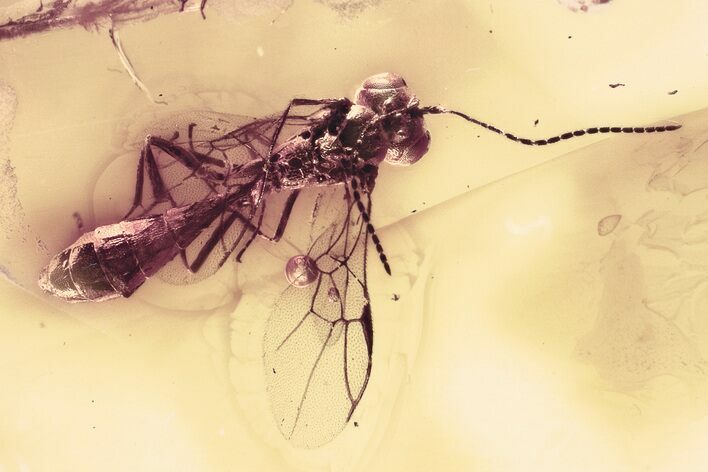 Detailed Fossil Ichneumon Wasp (Ichneumonidae) In Baltic Amber #330605